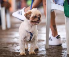 Foto de cachorros atendidos pelo CastraPet Paraná