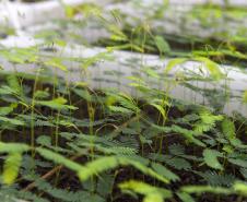 Foto de cultivo de mudas do IAT