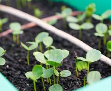 Foto de cultivo de mudas do IAT