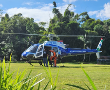 Foto de dispersão de sementes de Palmito no litoral