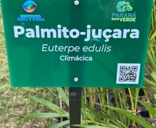 Foto de dispersão de sementes de Palmito no litoral