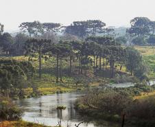 Foto de Araucárias