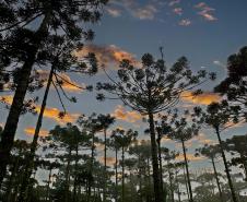 Foto de Araucárias