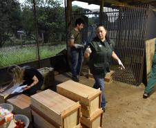 Foto de agentes em resgate de fauna