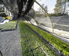 Foto de cultivo de mudas do IAT
