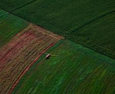 Foto aérea de plantação