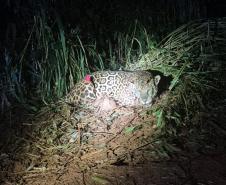 Foto de onça resgatada pelo IAT