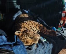 Foto de onça resgatada pelo IAT