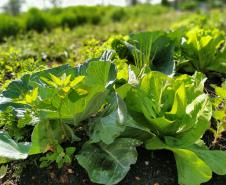 Foto de cultivo agrícola