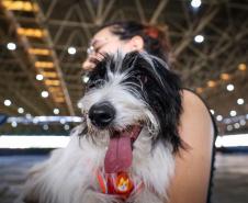 Foto de animais atendidos pelo CastraPet