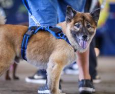 Foto de animais atendidos pelo Vet-móvel