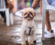 Foto de animais atendidos pelo Vet-móvel
