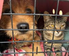 Foto de animais atendidos pelo CastraPet