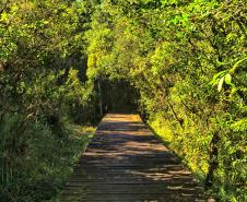 Foto de trilha do Parque Estadual Rio da Onça