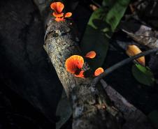Foto de trilha do Parque Estadual Rio da Onça