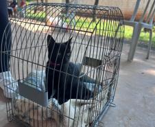 Foto de animais atendidos pelo CastraPet