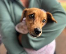 Foto de animais atendidos pelo Vet-móvel