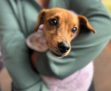Foto de animais atendidos pelo CastraPet