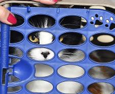 Foto de animais atendidos pelo Vet-móvel