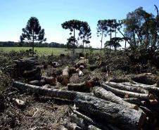 Estado já aplicou 930 autos de infração ambiental neste ano