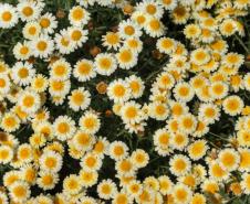 Campos de flores no Paraná encantam turistas