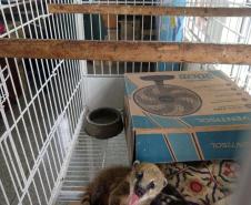 Instituto Água e Terra orienta sobre o resgate de animais silvestres