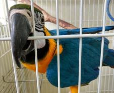 Instituto Água e Terra orienta sobre o resgate de animais silvestres