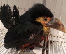Instituto Água e Terra orienta sobre o resgate de animais silvestres