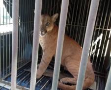 Instituto Água e Terra orienta sobre o resgate de animais silvestres