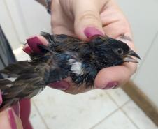 Instituto Água e Terra orienta sobre o resgate de animais silvestres