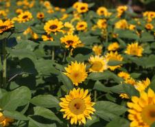 Campos de flores no Paraná encantam turistas