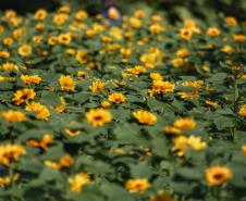 Campos de flores no Paraná encantam turistas