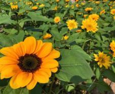 Campos de flores no Paraná encantam turistas