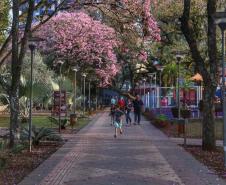 Campos de flores no Paraná encantam turistas