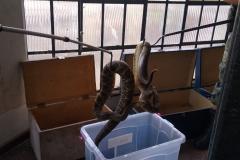 153 cobras peçonhentas são recolhidas de residência em Mandaguari
