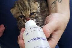 IAT conta com parcerias para atendimento veterinário de animais silvestres