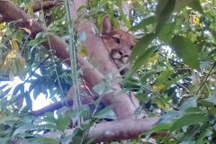 Captura da onça parda mobilizou técnicos do Instituto Água e Terra (IAT), militares do Batalhão de Polícia Ambiental-Força Verde (BPAmb-FV) e um médico veterinário anestesista. Animal é um macho com 36 quilos, jovem e saudável.