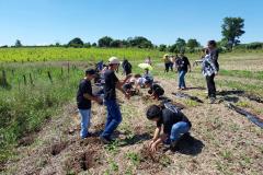 Regionais do IAT plantaram cerca de 18 mil mudas em diferentes localidades do Estado para recuperar matas ciliares