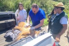 Lobo-guará fraturou o fêmur, passou por cirurgia e está sob cuidados de veterinários do Centro de Triagem e Atendimento de Animais Silvestres (CETAS), em Ponta Grossa.