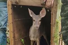 Veado, cachorro-do-mato e pássaros trinca-ferro retornam à natureza com suporte do IAT.