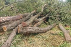 Fiscais do IAT localizaram um terreno na zona rural de Tapira e constataram a supressão de aproximadamente 60 árvores de Ipê Roxo. Como não havia autorização para o corte, a madeira foi retida, a área embargada e o proprietário multado