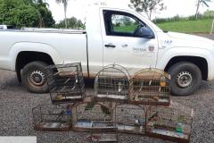 Setor de fiscalização do Instituto Água e Terra (IAT) resgatou seis aves silvestres de um criador clandestino em Perobal, no Noroeste do Paraná