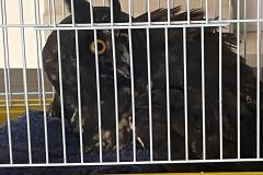 Coruja resgatada por técnicos do IAT está sob cuidados de veterinários da Unioeste, em Guarapuava.