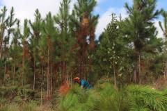 Instituto Água e Terra estabeleceu novos procedimentos para o cultivo para fins comerciais de pinus, gramíneas, árvores frutíferas, plantas ornamentais e para sombreamento e acácia-negra, todas consideradas plantas exóticas invasoras no Paraná. 
