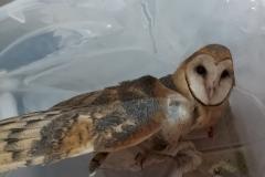 Coruja foi encaminhada para o Centro de Apoio à Fauna Silvestre (CAFS), clínica veterinária da Universidade Estadual do Centro-Oeste (Unicentro), de Guarapuava, e já iniciou tratamento