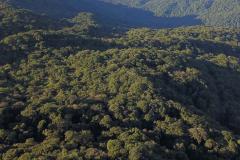 Foto área de floresta