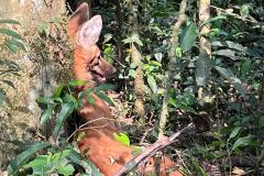 Lobo Guará na floresta
