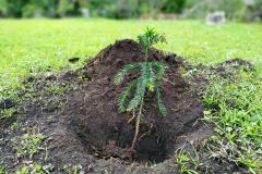 Muda recém plantada no solo