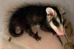 Foto de gambá resgatado