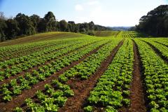 Foto de plantação de baixo risco